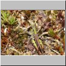 Myrmeleotettix maculatus - Gefleckte Keulenschrecke 10 Teverener Heide.jpg